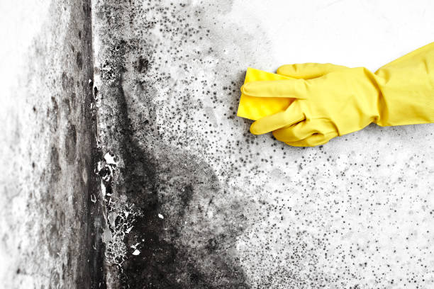 Trusted Edgewater, CO Mold Removal Experts