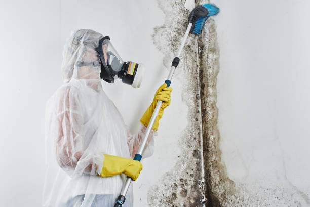 Best Black Mold Removal  in Edgewater, CO