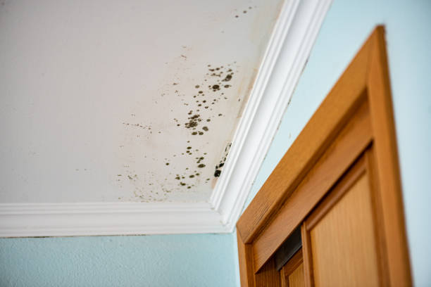 Certified Mold Removal in Edgewater, CO