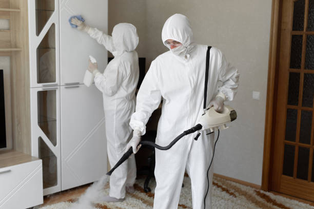 Best Attic Mold Removal  in Edgewater, CO