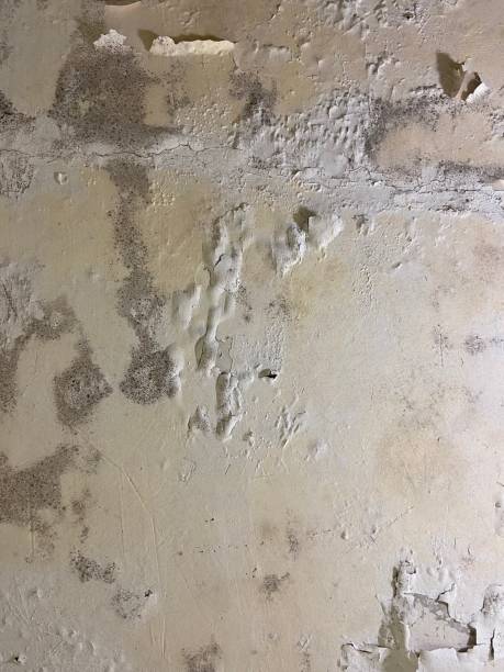 Best Fast Mold Removal  in Edgewater, CO