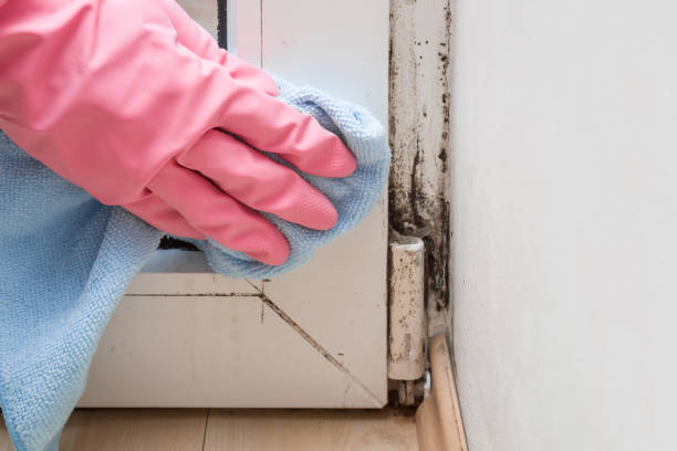 Best Residential Mold Removal  in Edgewater, CO